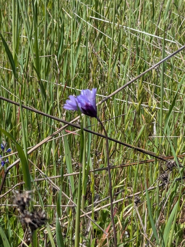 iNaturalist observation photo of blue dicks
