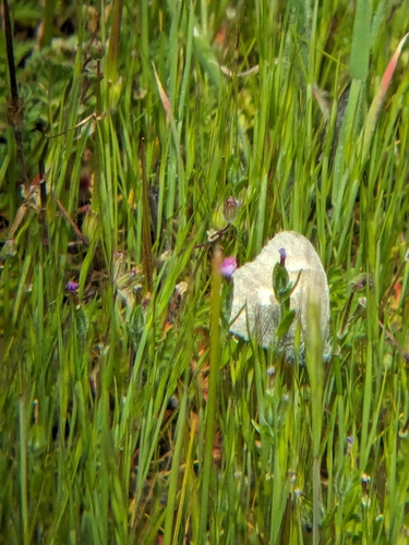 iNaturalist observation photo of Common Ringlet
