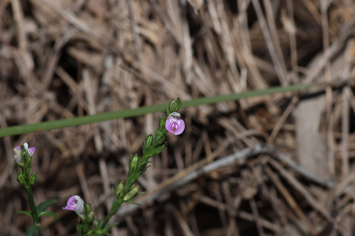 Image of Rostellularia adscendens by (c) Greg Tasney, some rights reserved (CC BY-SA)