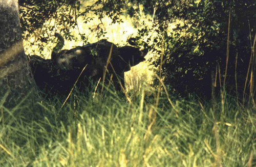 Forest Elephant