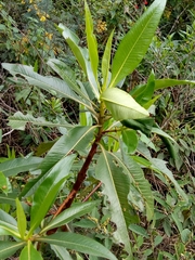 Escallonia pendula