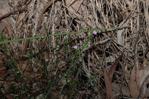 Image of Rostellularia adscendens by (c) Greg Tasney, some rights reserved (CC BY-SA)