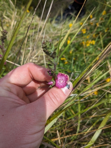 iNaturalist observation photo of checkerbloom