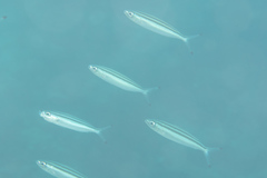 Pterocaesio trilineata