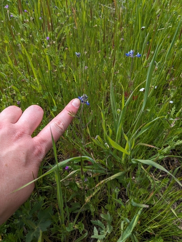 iNaturalist observation photo of Miniature Lupine