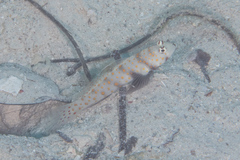 Amblyeleotris guttata