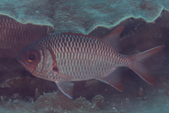 Myripristis violacea
