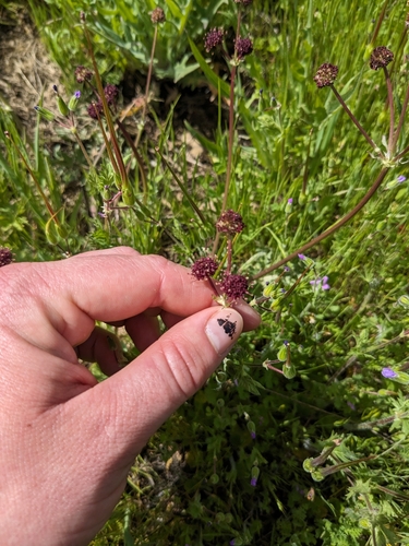 iNaturalist observation photo of Purple Sanicle