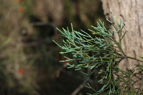 Image of Callitris glaucophylla by (c) Greg Tasney, some rights reserved (CC BY-SA)