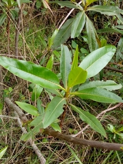 Escallonia pendula