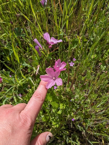 iNaturalist observation photo of checkerbloom