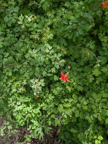 iNaturalist observation photo of western columbine