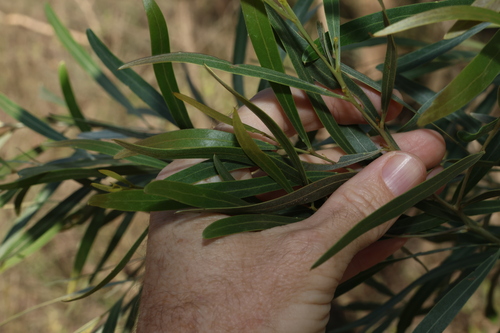 Image of Acacia neriifolia by (c) Greg Tasney, some rights reserved (CC BY-SA)