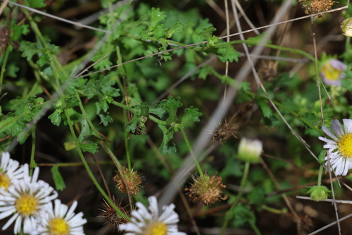 Image of Calotis cuneifolia by (c) Greg Tasney, some rights reserved (CC BY-SA)