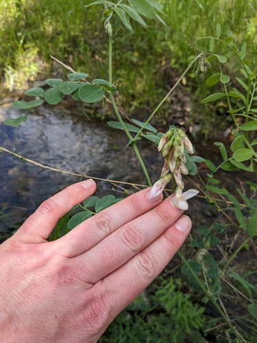 iNaturalist observation photo of Pacific pea