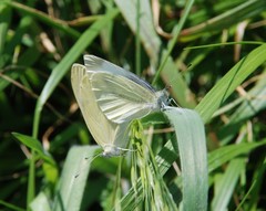Pieris rapae