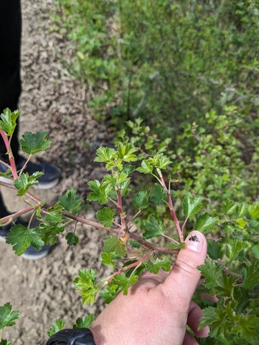 iNaturalist observation photo of hillside gooseberry