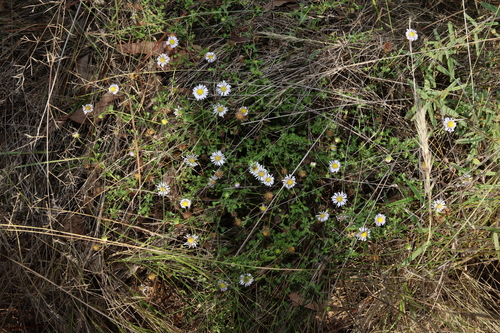 Image of Calotis cuneifolia by (c) Greg Tasney, some rights reserved (CC BY-SA)