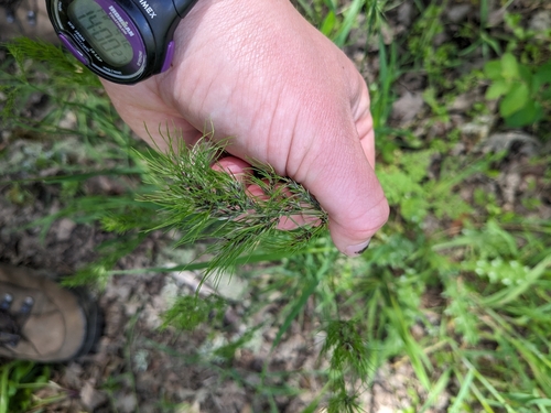 iNaturalist observation photo of Bulbous Bluegrass