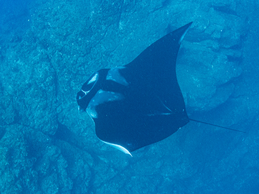 Oceanic Manta Ray in February 2023 by David Novo. Few (2-10 individuals ...