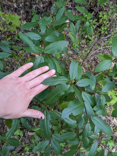 iNaturalist observation photo of coffeeberry