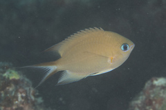 Pycnochromis amboinensis