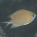Pycnochromis amboinensis - Photo (c) Mark Rosenstein, algunos derechos reservados (CC BY-NC-SA)
