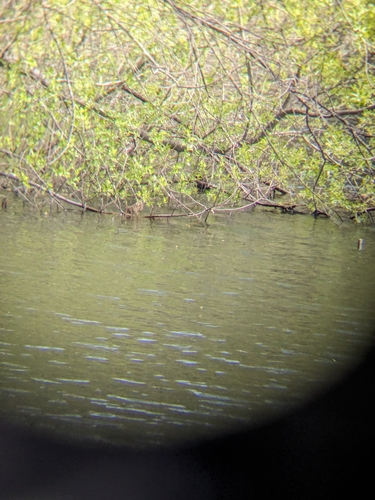 iNaturalist observation photo of Coots