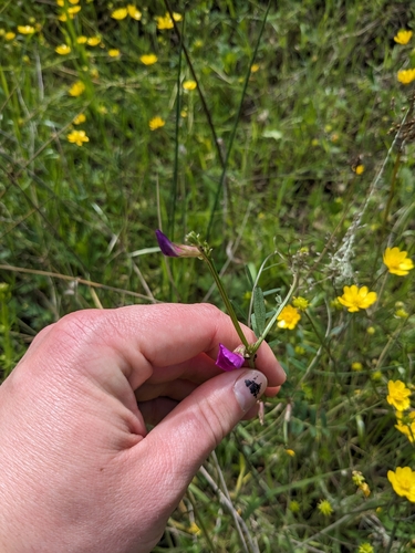 iNaturalist observation photo of Common Vetch