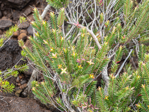 Metrosideros operculata (Metrosideros operculata)