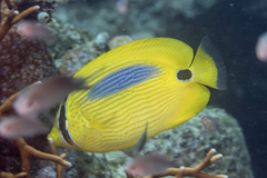 Chaetodon plebeius