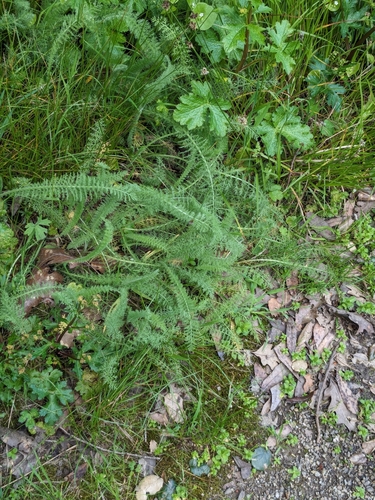 iNaturalist observation photo of common yarrow