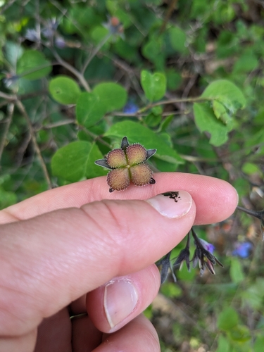 iNaturalist observation photo of Pacific hound's tongue