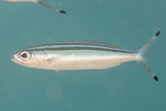 Pterocaesio trilineata