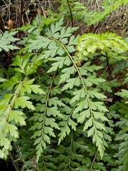 Asplenium praemorsum