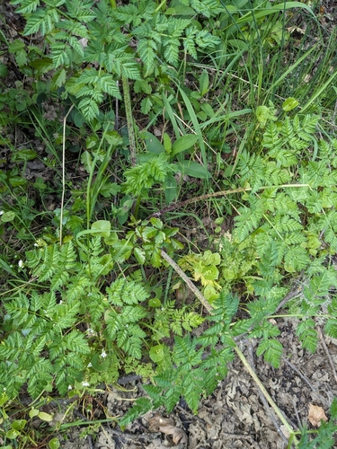 iNaturalist observation photo of poison hemlock