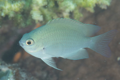 Pomacentrus callainus