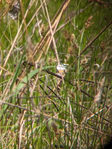 iNaturalist observation photo of Sara Orangetip