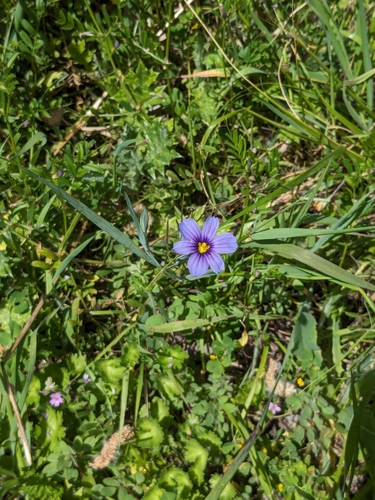 iNaturalist observation photo of western blue-eyed grass
