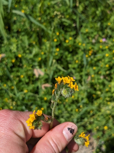iNaturalist observation photo of Rancher's fiddleneck