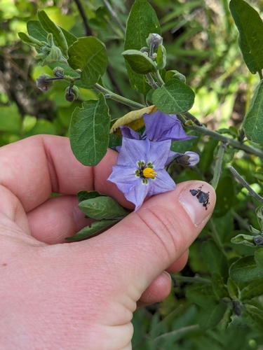 iNaturalist observation photo of bluewitch nightshade