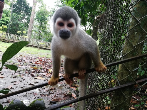 Humboldt’s Squirrel Monkey