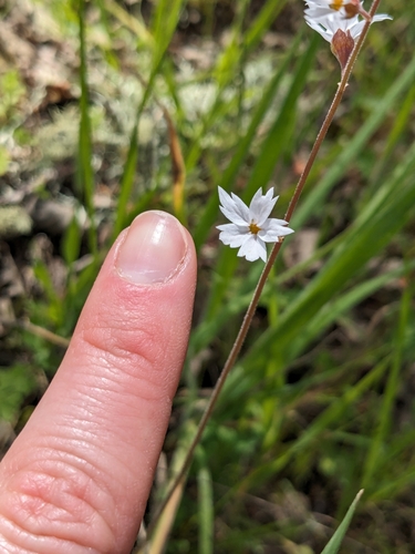 iNaturalist observation photo of San Francisco woodland-star
