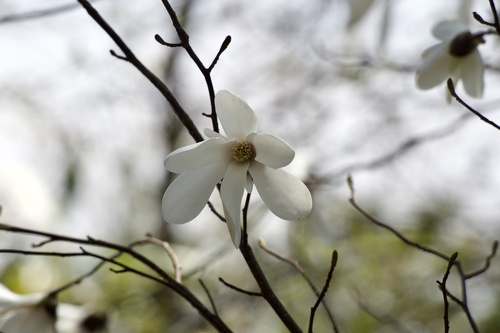 Magnolia salicifolia, photograph 2