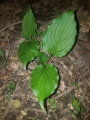 Hosta