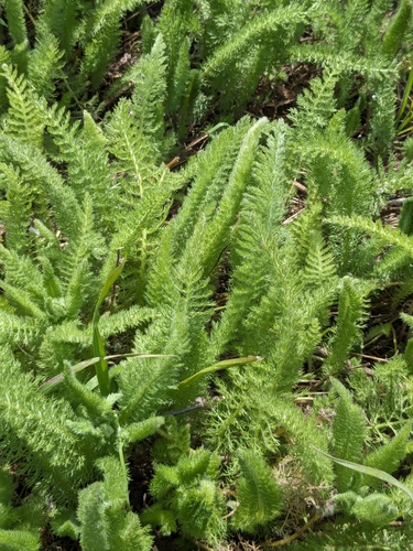 iNaturalist observation photo of common yarrow