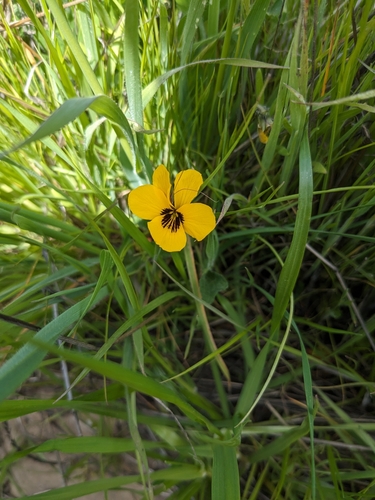 iNaturalist observation photo of California Golden Violet