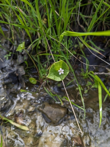 iNaturalist observation photo of miner's lettuce