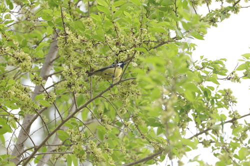 Yellow-bellied Tit
