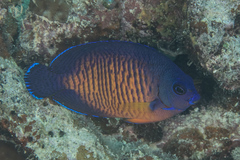 Centropyge bispinosa